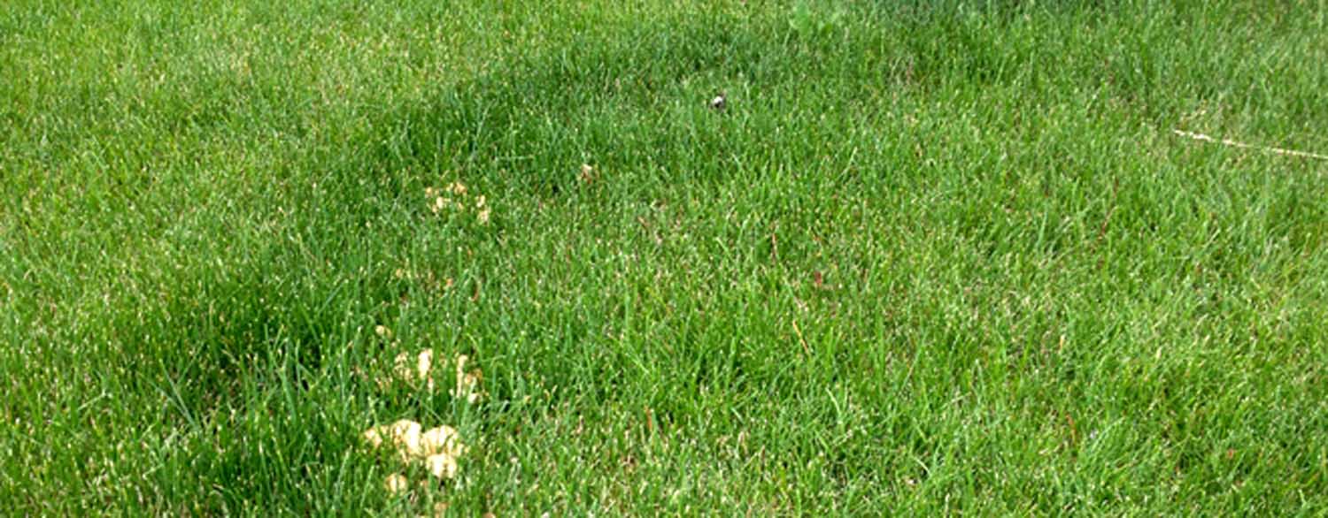 How do I get rid of toadstools from my lawn?