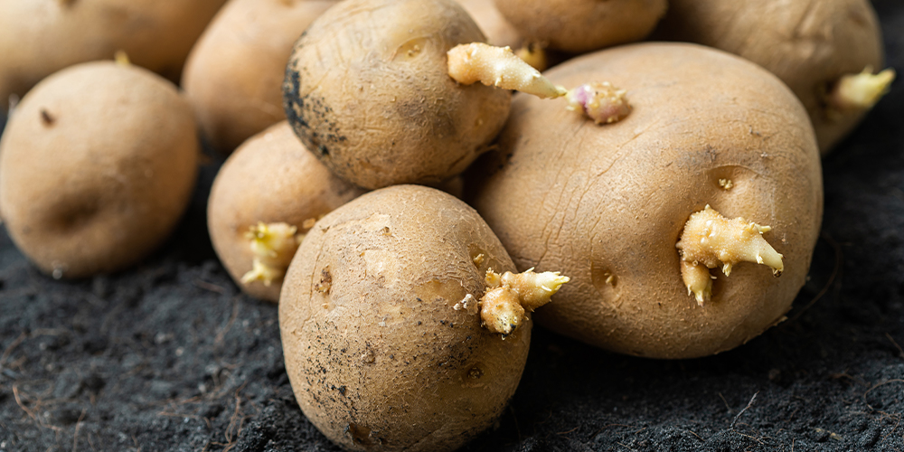 12 simple tips for growing perfect potatoes seed potatoes