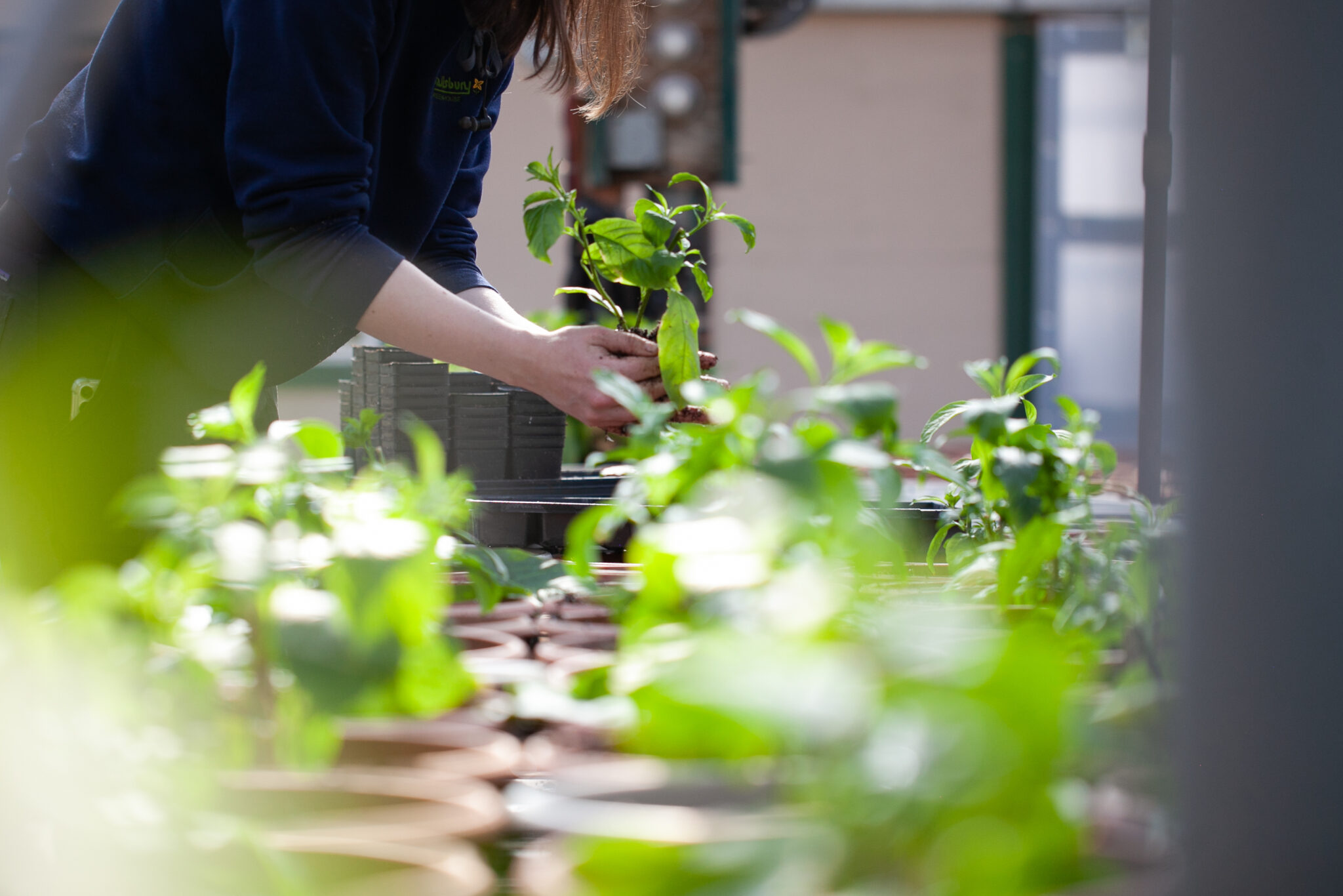 Woman in black shirt planting peppers | Salisbury Greenhouse - St. Albert, Sherwood Park