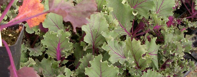 Kale | Salisbury Greenhouse - St Albert, Sherwood Park