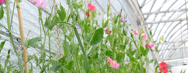 Flowers, Spring, Pink | Salisbury Greenhouse, St Albert, Sherwood Park