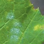 Powdery Mildew on leaf | Salisbury Greenhouse - St. Albert, Sherwood Park