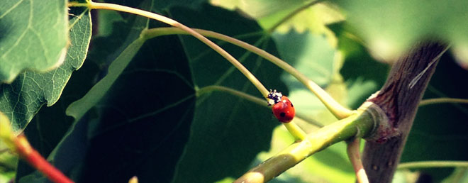 Lady Bug on plant | Salisbury Greenhouse - St. Albert, Sherwood Park