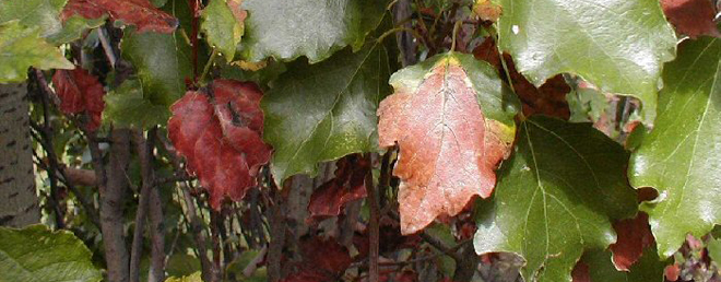 Bronze Leaf disease | Salsibury Greenhouse - St. Albert, Sherwood Park
