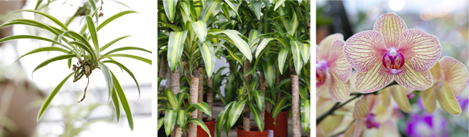 Split image of Spider plant, Mass Cane and Orchids | Salisbury Greenhouse - St. Albert, Sherwood Park