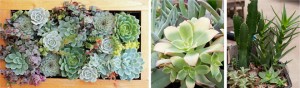 3 split image of succulents and cacti | Salisbury greenhouse - St. Albert, Sherwood Park