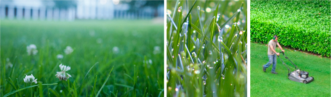 Split image of healthy lawns | Salisbury Greenhouse, Sherwood Park, St. Albert