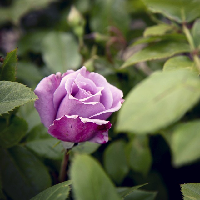 Purple Rose in bloom on bush | Salisbury Greenhouse - St. Albert, Sherwood Park