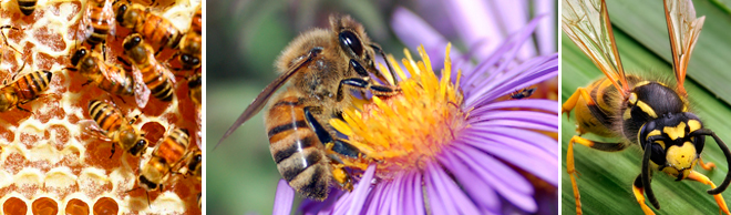 3 Image split of bees | Salisbury Greenhouse - St. Albert, Sherwood Park