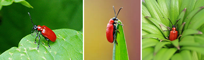 3 Image split of Scarlet Lily Beetle | Salisbury Greenhouse - St. Albert, Sherwood Park