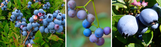 3 image split of Blueberries hanging from branches | Salisbury Greenhouse - St. Albert, Sherwood Park