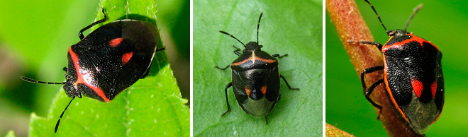 3 image split of Stink Bugs on leaves | Salisbury Greenhouse - St. Albert, Sherwood Park