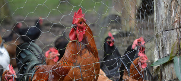 How To Keep Rabbits Out of the Garden - Salisbury Greenhouse