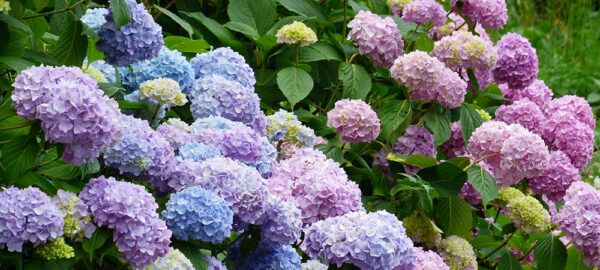 Flowering Shrubs for Cut Flowers - Salisbury Greenhouse - Blog