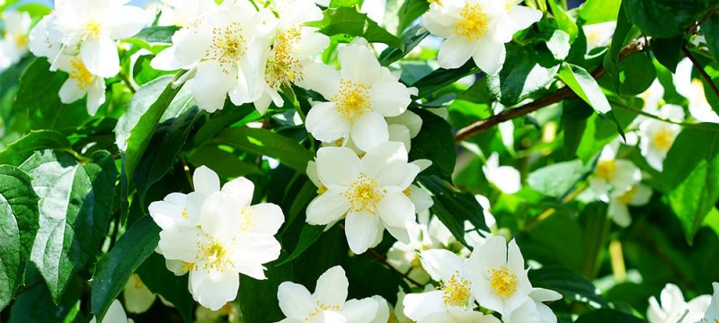 Flowering Shrubs for Cut Flowers - Salisbury Greenhouse - Blog