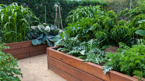 How To Have Less Lawn, and More Veggies - Salisbury Greenhouse - Blog