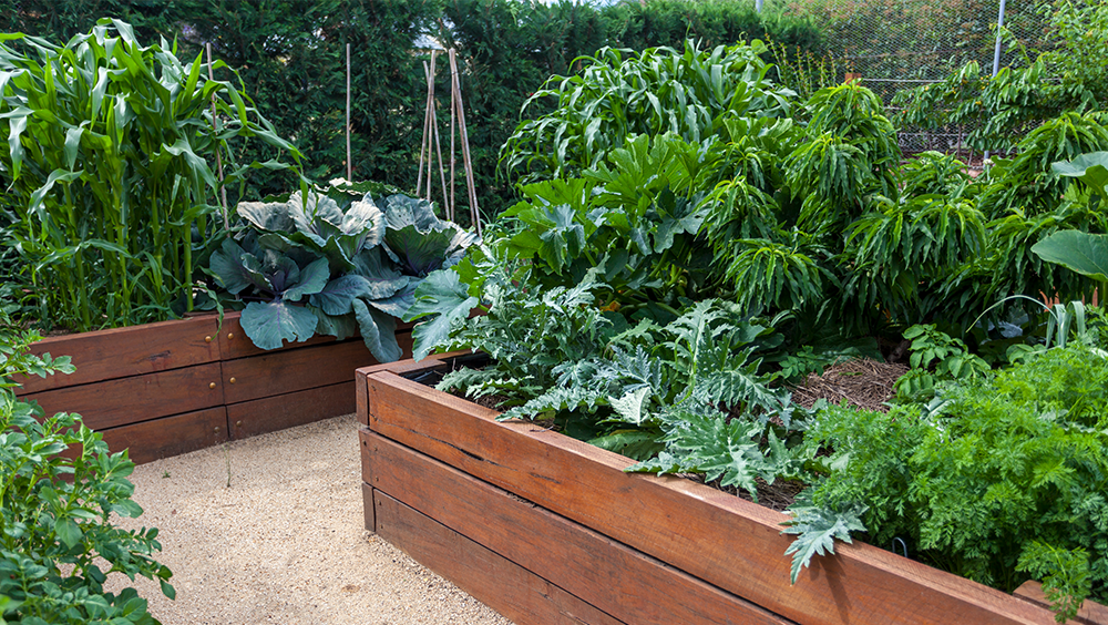 photo of raised garden bed - greenhouse - edmonton