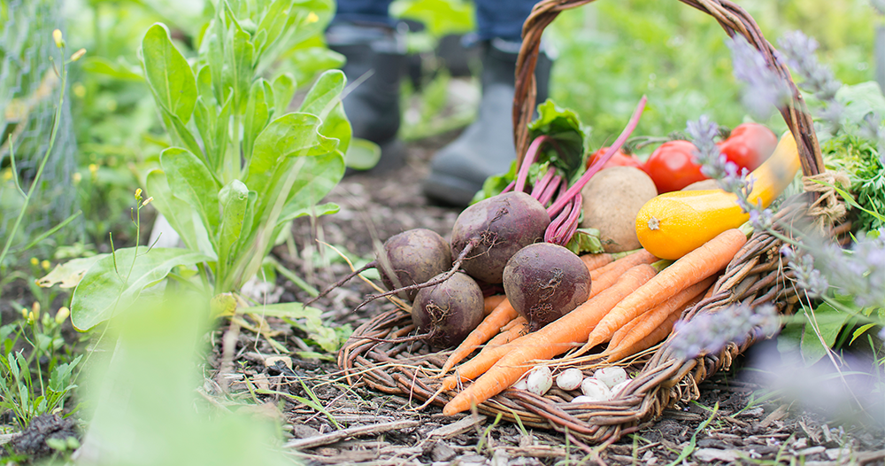 photo of vegetable garden harvest - greenhouse - edmonton