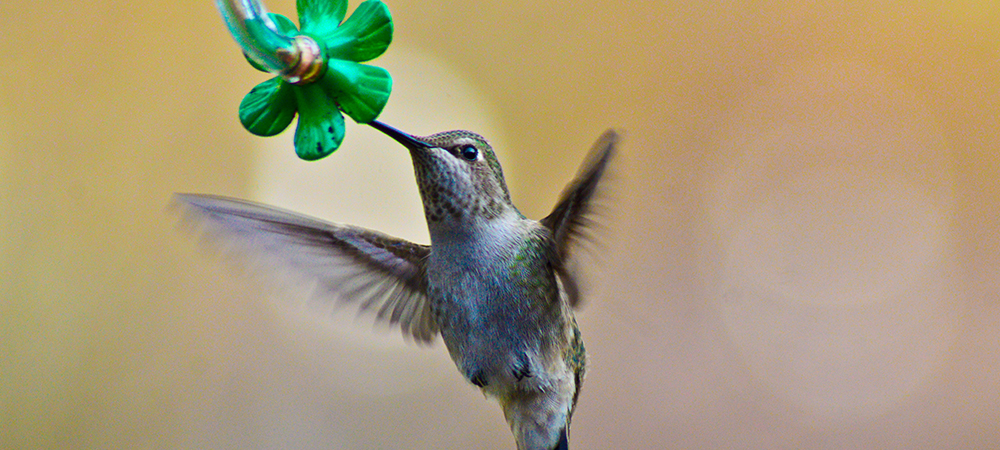 Attracting Hummingbirds Sherwood Park