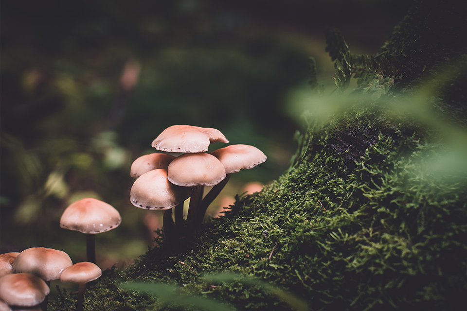Photo of a mushroom- Salisbury- Edmonton Sherwood Park