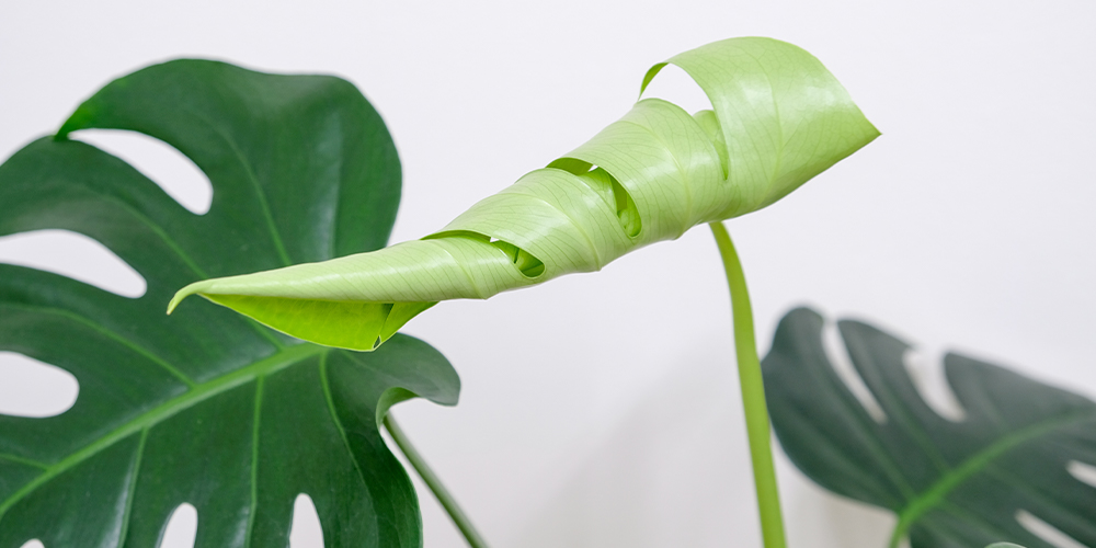 curled monstera leaf 4 houseplant relationship red flags