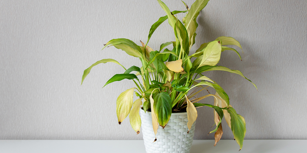 wilting peace lily 4 houseplant relationship red flags
