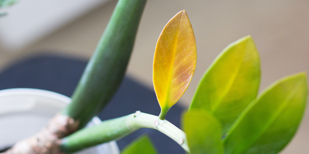 yellowing leaves zz plant 4 houseplant relationship red flags