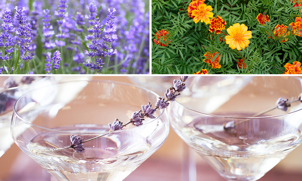 5 Edible Flowers for Fabulous Dishes lavender and marigold