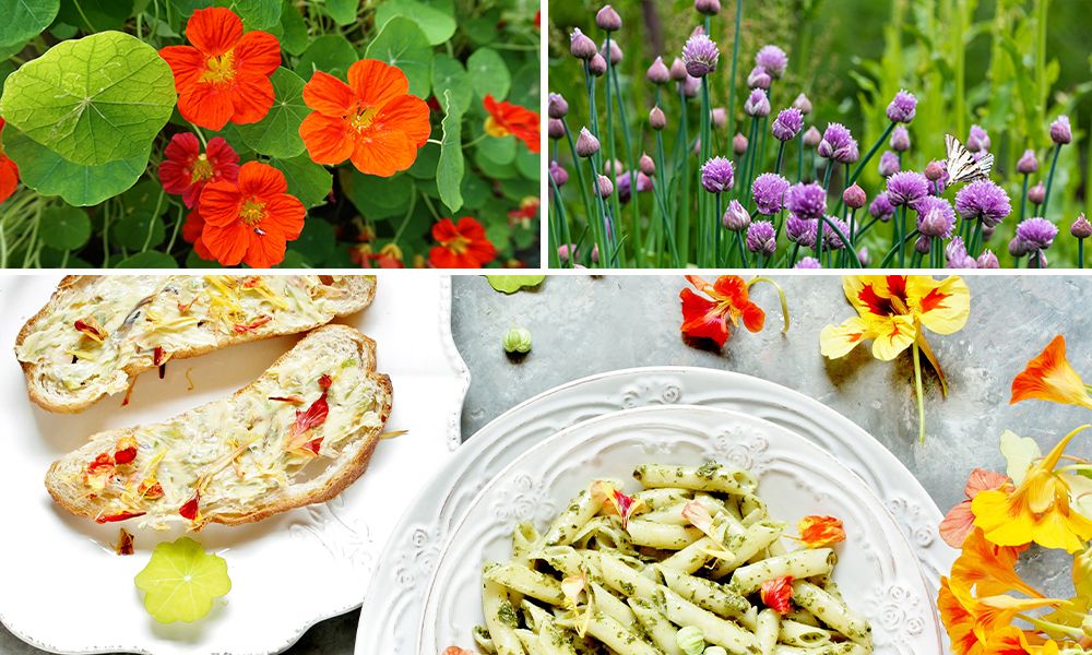 5 Edible Flowers for Fabulous Dishes nasturtium chive blossom