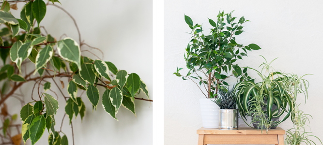 5 Houseplants to Love That Aren't Fiddles - Salisbury Greenhouse - Blog