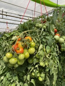 Salisbury Greenhouse | Sherwood Park, St. Albert | Tomatoes