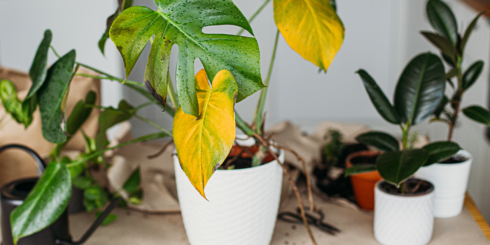 Debug plants to bring inside indoors