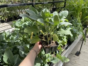 Salisbury Greenhouse | Sherwood Park, St. Albert | Veggies