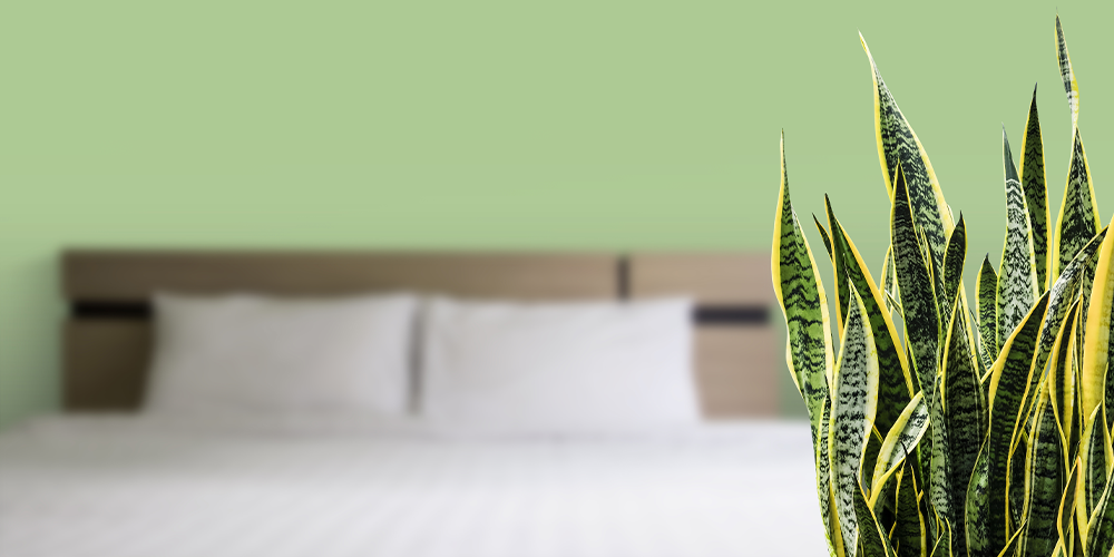 a minimalists guide to houseplants bedroom snake plant
