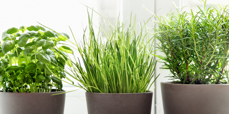 A Minimalist's Guide To Houseplants - Salisbury Greenhouse - Blog