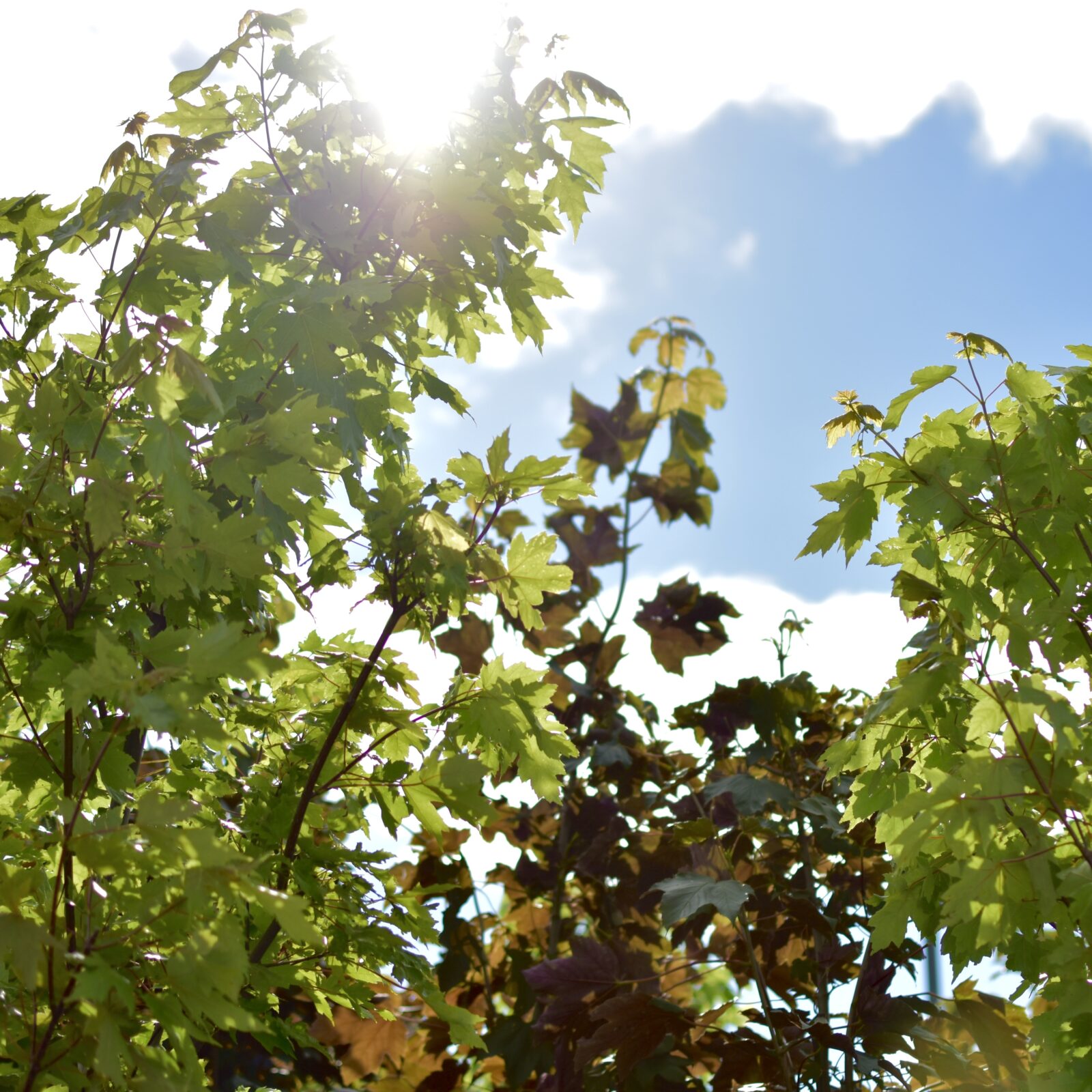 Homepage Salisbury Greenhouse