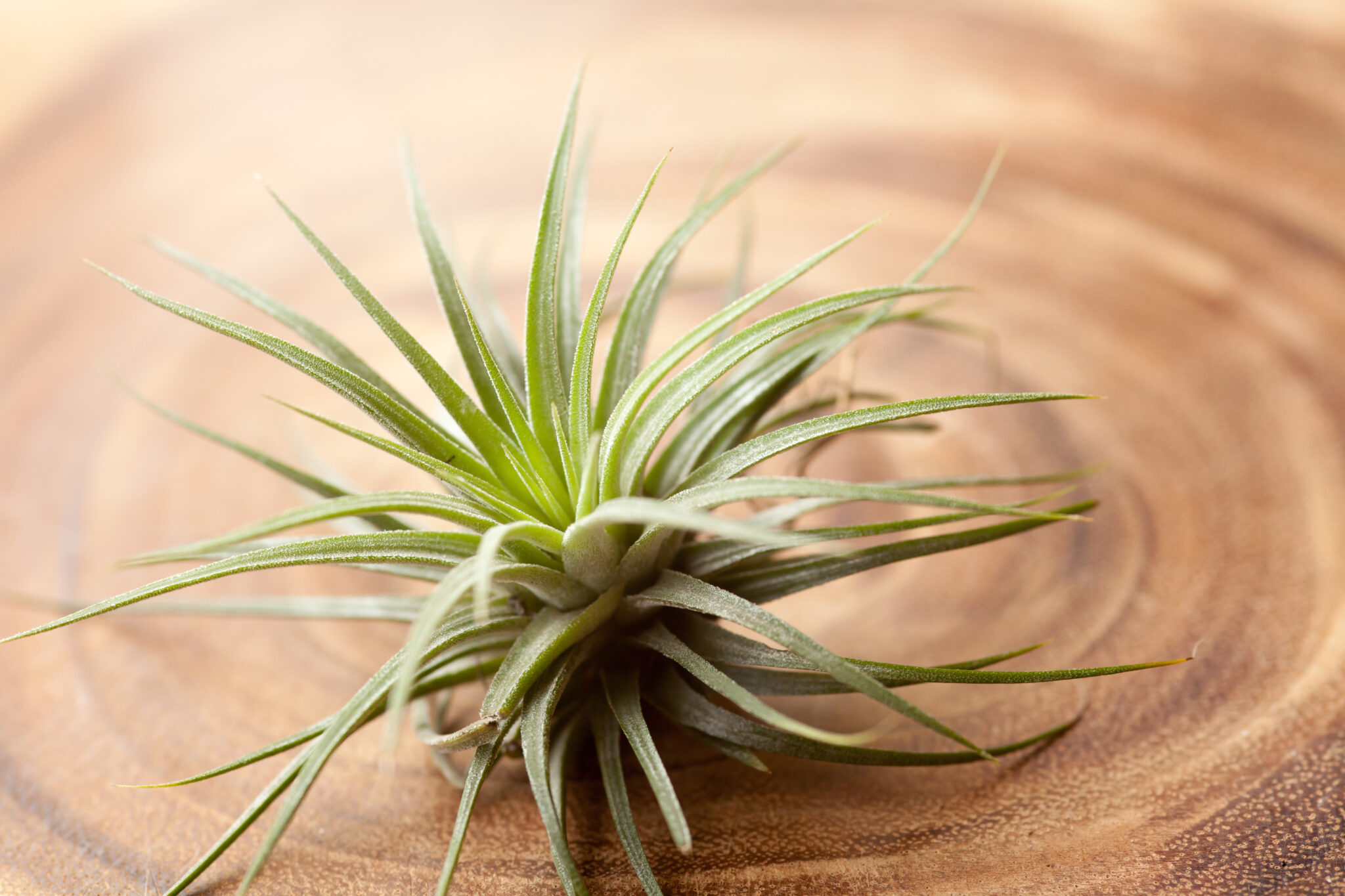 tillandsia, tillandsia ionantha sub species of air plant - Salisbury ...