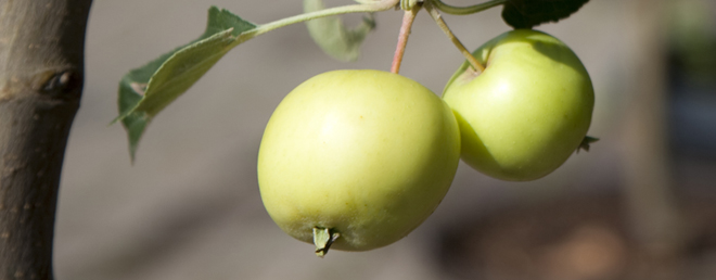 Green apple hanging from branch | Salisbury Greenhouse - St. Albert, Sherwood Park