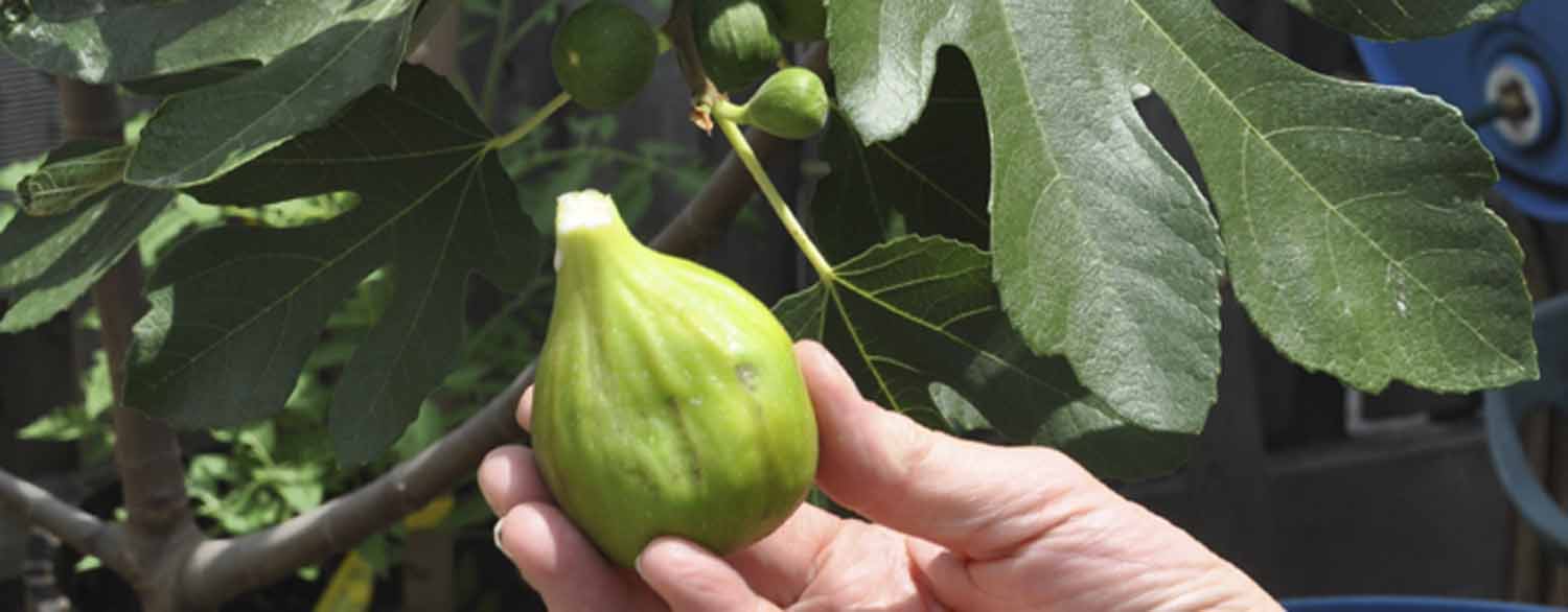 Green Fig held in bare hand | Salisbury Greenhouse - St. Albert, Sherwood Park
