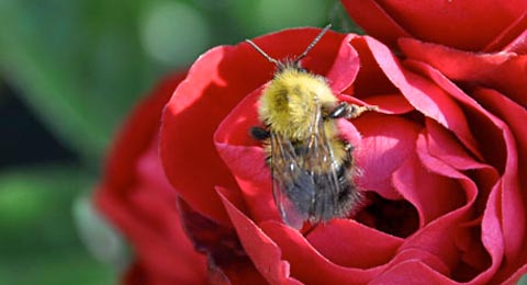 Bee on Rose | Salisbury Greenhouse - St Albert, Sherwood Park