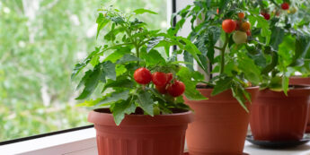Awesome New Tomato Varieties - Salisbury Greenhouse