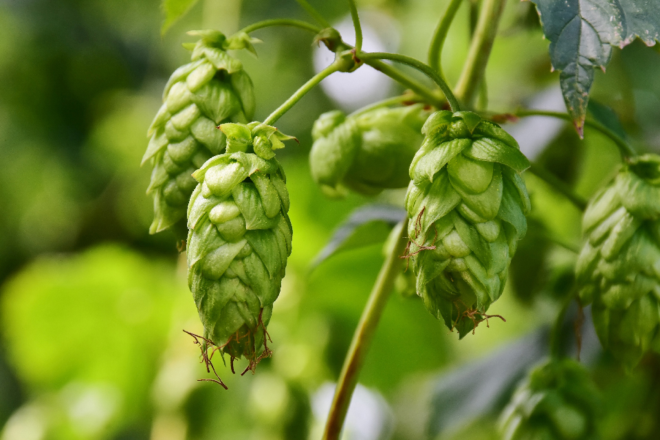100Hops Humulus Lupulus Seeds Brew Your Own Beer Today Returns Year After Yea KW
