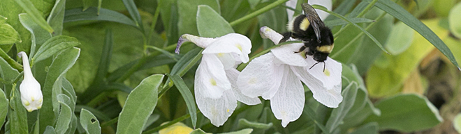 Bee sitting on a white flower | Salisbury Greenhouse - St. Albert, Sherwood Park
