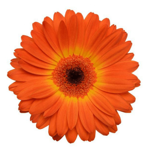 Bicolour Yellow Orange