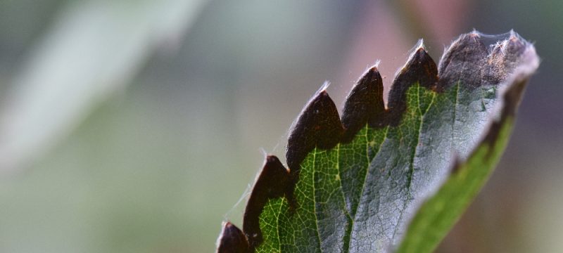 Spotting and Treating Early and Late Blight in the Garden - Salisbury