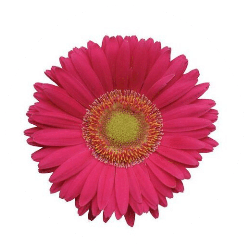Bright Rose Light Eye