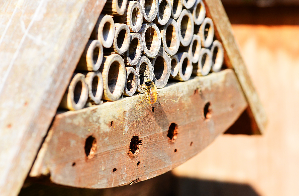 mason bee house bug friendly gardening