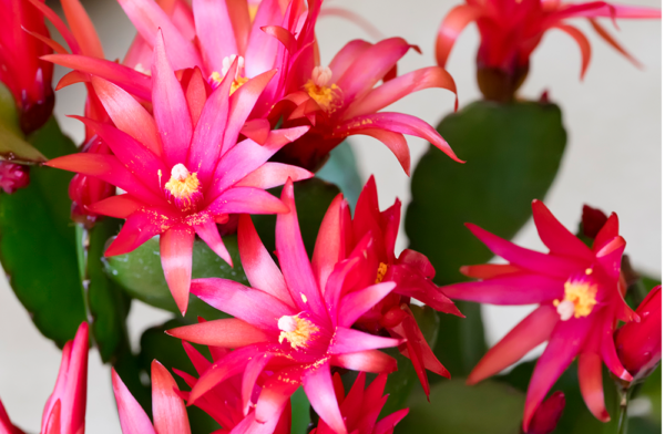 Cactus Care Tips PLUS Hottest Varieties - Salisbury Greenhouse - Blog