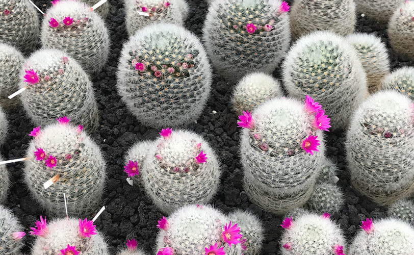 Cactus Care Tips PLUS Hottest Varieties - Salisbury Greenhouse