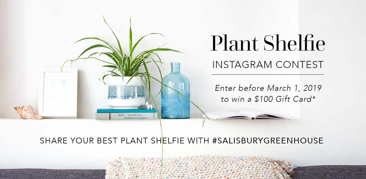 Share your Plant Shelfie with #SalisburyGreenHouse to win a $100 gift card!
